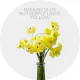 Flowers Box Ranunculus Butterfly Light Yellow (400 St)