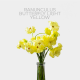 Ranunculus Butterfly Lightt Yellow
