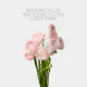 Flowers Ranunculus Elegance White (10 St bunch)