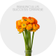 Box Ranunculus Success Orange 35cm (240 Stems)