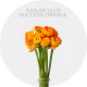 Flowers Box Ranunculus Orange (400 Stems)