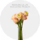 Ranunculus Peach