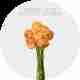 Flowers Ranunculus Elegance Peach Pastello
