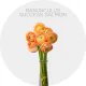 Flowers Box Ranunuculus Elegance Peach Pastello (400 St)