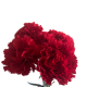 Flowers Red Carnations