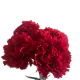 Flowers Red Carnations