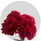 Flowers Red Carnations (150 St)