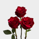 Red Panther Roses 60 cm (25 St bunch)