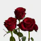 Red Paris 50 cm (25 St bunch)