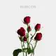 Spray Red Rubicon 40-60 cm (10 St bunch)