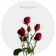 Box Spray Red Rubicon 40-60 cm (100 St)