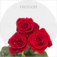 Box Freedom 40 cm (125 St)