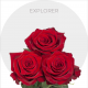 Box Red Explorer Roses 60 cm (100 St)