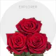 Box Red Explorer Roses 60 cm (100 St)