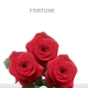 Red Fortune Roses 60 cm (25 St bunch)