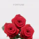 Red Fortune Roses 60 cm (25 St bunch)