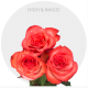 Bicolor High & Magic Roses 50-60 cm