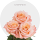 Peach Shimmer Roses 50-60 cm