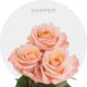 Peach Shimmer Roses 50-60 cm