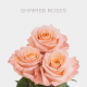 Peach Shimmer Roses 50 cm (25 St bunch)