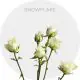 Spray White Snowflake 40-60 cm