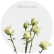 Spray White Snowflake 40 cm (100 St)