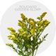 Flower's Solidago Golden Glory 70 cm (150 St)