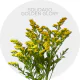 Box flowers Yellow Solidago Golden Glory (300 St)
