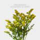 Flowers Yellow Solidago Golden Glory (10 St bunch)