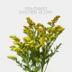 Flowers Yellow Solidago Golden Glory (10 St bunch)