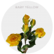 Yellow Baby Spray Roses 40-60 cm