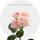 Box Peach Spray Star Blush 40-60 cm (100 St)