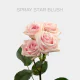 Spray Star Blush 40-60 cm  (10 St bunch)
