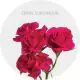 Box Spray Hot Pink Supernova 40-60 cm (100 St)