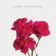 Spray Hot Pink Supernova 40-60 cm (10 St bunch)