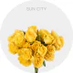 Yellow Spray Sun City 40-60 cm