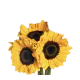 Box Sunflower Vincent (60 St)