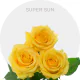 Box Yellow Super Sun Roses 40 cm (100 St)