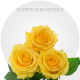 Yellow Super Sun Roses 50-60 cm