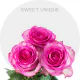Pink Sweet Unique Roses 50-70 cm