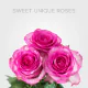 Pink Sweet Unique Roses 60 cm (25 St bunch)
