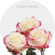 Hot Pink/White Sweetness Roses 50-70 cm