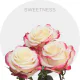 Box Cream/Hot Pink Sweetness Roses 50 cm (100 St)