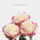 Hot Pink/White Sweetness Roses 60 cm (25 St bunch)