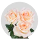 Box Peach Tiffany Roses 50 cm (100 St)