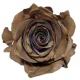 Box Tinted Brown Roses 50 cm (100 St)