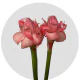 Box Tropical Flowers Torch Ginger Pink  (20 St)