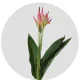 Box Tropical Flowers Heliconia Parakeet Sassy (100 St)