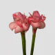 Tropical Flowers Torch Ginger Pink (1 St bunch)