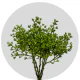 Box Eucalyptus Fresh Doll Cluster (12 St bunch)